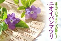 ジャスミンのような香りのニオイバンマツリ！育て方・剪定方法を紹介