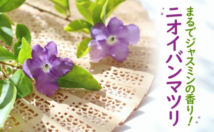 ジャスミンのような香りのニオイバンマツリ！育て方・剪定方法を紹介