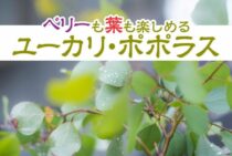 ユーカリ・ポポラスはベリーも葉も楽しめる！剪定で成長を制御しよう