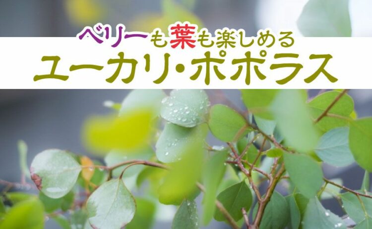 ユーカリ・ポポラスはベリーも葉も楽しめる！剪定で成長を制御しよう