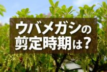 ウバメガシの剪定の時期と方法！お手入れのポイントを解説