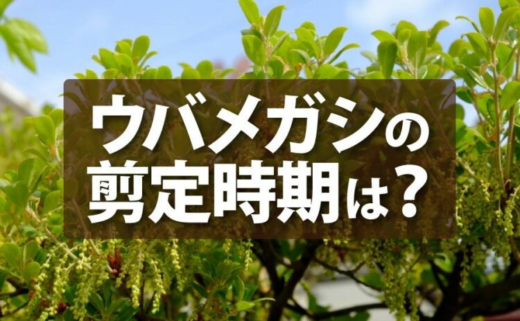 ウバメガシの剪定の時期と方法！お手入れのポイントを解説