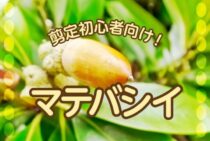 丈夫なマテバシイは剪定初心者向け！初めての剪定に挑戦してみよう！