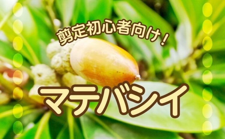 丈夫なマテバシイは剪定初心者向け！初めての剪定に挑戦してみよう！