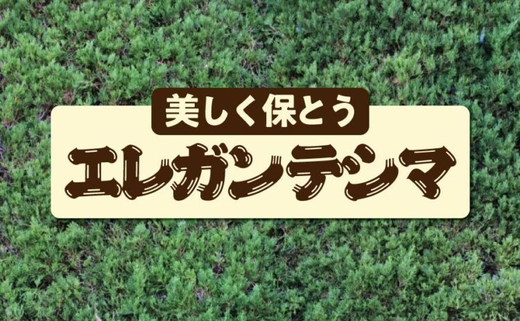 エレガンテシマの剪定のコツを知って美しく保とう！変色のおそれとは
