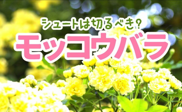 モッコウバラのシュートは切るべき？剪定時期ときれいな仕立て方は？