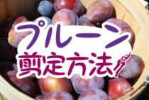 正しいプルーンの剪定方法とは？おいしいプルーンの見分け方もご紹介