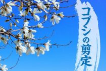 コブシの剪定は葉が落ちてから！花を見るための剪定のやり方をご紹介