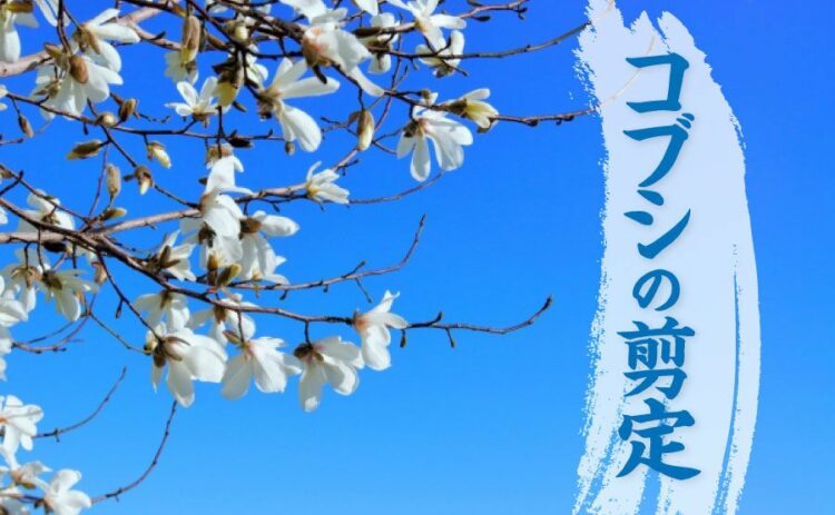 コブシの剪定は葉が落ちてから！花を見るための剪定のやり方をご紹介