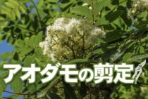 正しいアオダモの剪定方法を解説！正しい管理や育て方とは