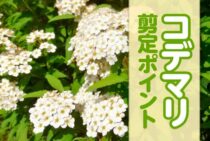 コデマリ（小手毬）の剪定方法・時期｜花芽を残して花を咲かせる育て方