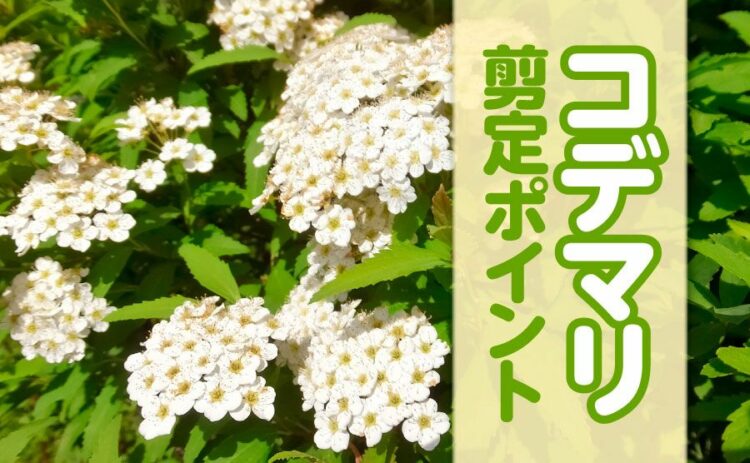 コデマリを剪定する際のポイント。来年もきれいな花を咲かせるには？