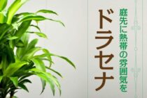 ドラセナを庭木として育てるコツとは？熱帯地域の雰囲気を庭先に！
