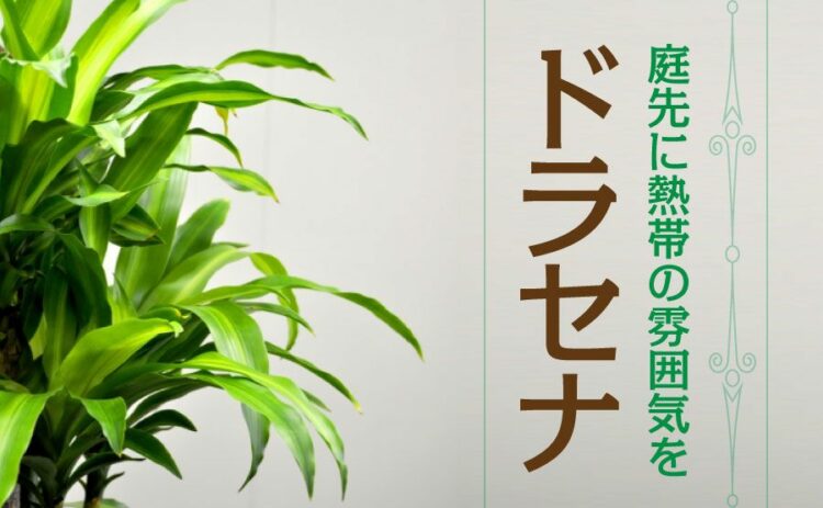 ドラセナを庭木として育てるコツとは？熱帯地域の雰囲気を庭先に！