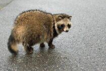 タヌキ対策をして農作物を保護しよう！役立つタヌキ対策とは？