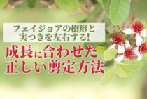 フェイジョアの剪定方法・時期｜枯れるのを防ぎ果実を実らせる育て方