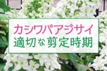 カシワバアジサイの剪定に適した3つの時期とは？病気や害虫予防法も