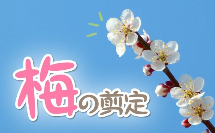 梅の剪定に適した時期とその方法とは！業者に依頼したときの費用も