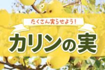 カリンの実は剪定次第でたくさん実る！注意点とその方法も紹介