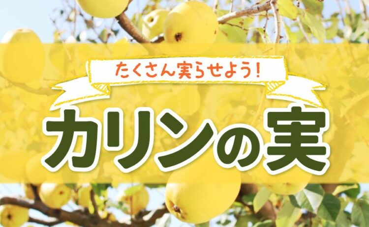 カリンの実は剪定次第でたくさん実る！注意点とその方法も紹介