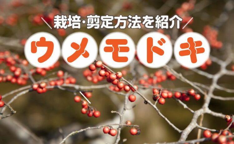 生活・ウメモドキの赤い実を育てよう！栽培・剪定方法を紹介します！