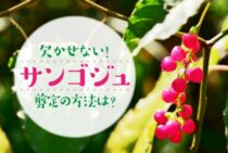 サンゴジュには剪定が欠かせない！いらない枝は正しく落としましょう