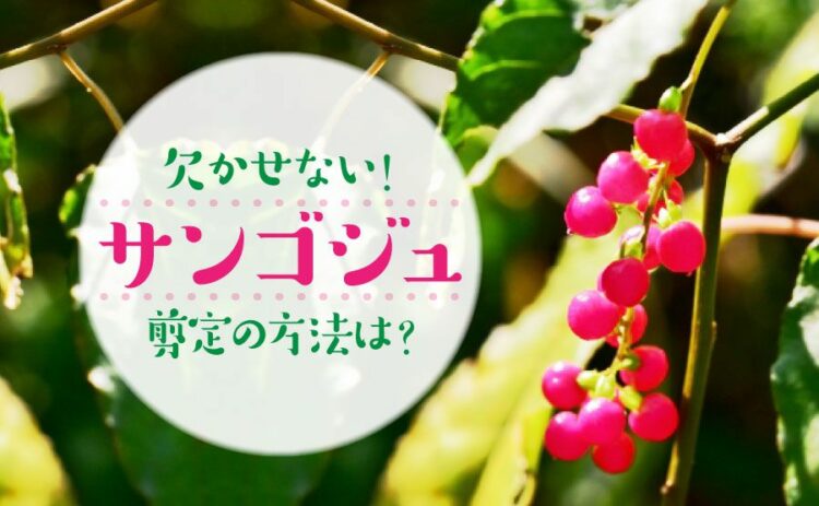 サンゴジュには剪定が欠かせない！いらない枝は正しく落としましょう