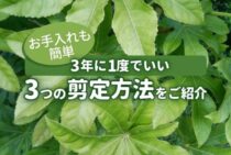 ヤツデの剪定方法・時期｜横に広がるのを抑えつつ枯らさない育て方