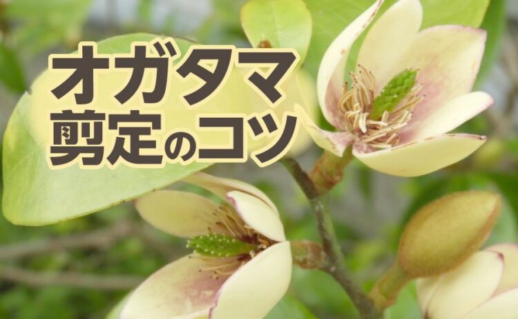 家庭で育てられるオガタマをご紹介！育て方と剪定のコツも解説します