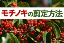 モチノキを剪定して病害虫を予防！庭木に必要な手入れ方法をご紹介