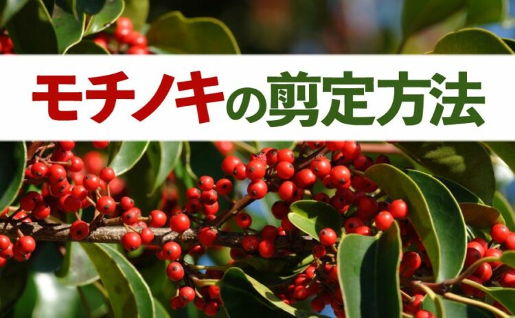 モチノキの剪定方法とは？失敗しないコツや注意する点もご紹介します