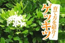 ゲッキツは良い香りと白い花が特徴。初心者にも簡単な育て方を紹介