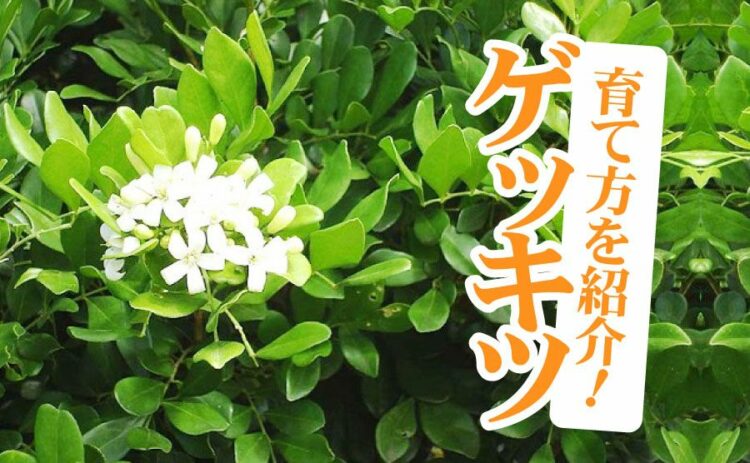 ゲッキツは良い香りと白い花が特徴。初心者にも簡単な育て方を紹介