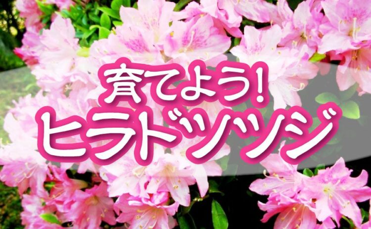ヒラドツツジを育てよう！その育て方や剪定方法についてもご紹介