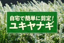 ユキヤナギ（雪柳）の剪定方法・時期｜風通しを良くして花を咲かせる育て方