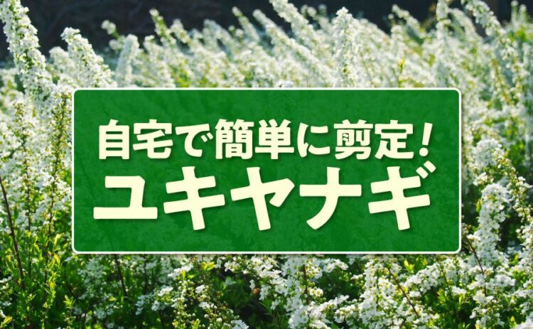 ユキヤナギを剪定しよう！初めてでも自宅で簡単にできるポイントは？