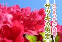 サツキの剪定はコツさえつかめば素人でも簡単にできる！