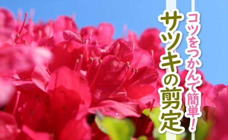 サツキの剪定はコツさえつかめば素人でも簡単にできる！