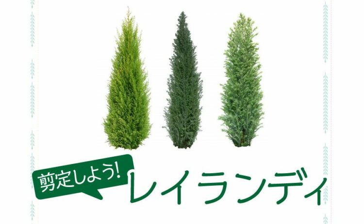 レイランディには剪定が必須！特徴から枯れ予防法まで丸ごと紹介！