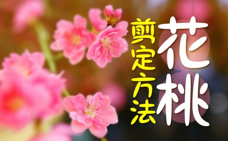 花桃は剪定方法が正しくないと枯れてしまうこともあるから注意を