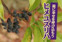 ヒメユズリハの育て方と剪定方法を身につけて庭に幸せを呼びこもう！