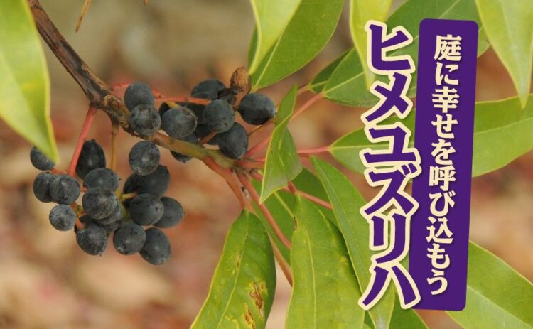 ヒメユズリハの育て方と剪定方法を身につけて庭に縁起を呼びこもう！