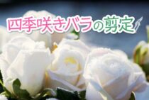 四季咲きバラの剪定をしよう！流れやコツをつかんで剪定上手に！