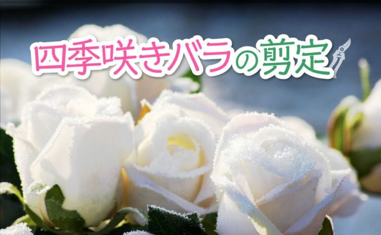 四季咲きバラの剪定をしよう！流れやコツをつかんで剪定上手に！