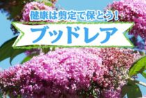 ブッドレアの健康は剪定で保とう！お手入れ方法とポイントを解説