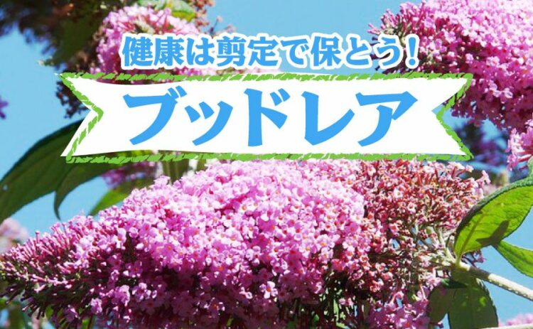 ブッドレアの健康は剪定で保とう！お手入れ方法とポイントを解説