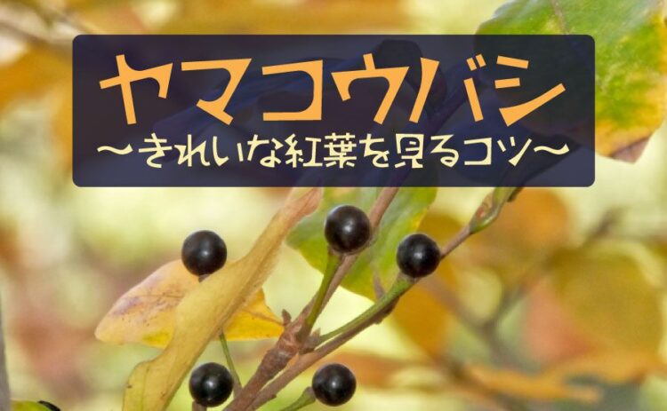 ヤマコウバシは冬でも葉が落ちない！きれいな紅葉を見るためのコツ