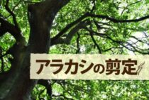 アラカシの剪定は年に2回ほど！剪定方法を学んで上手に育てよう！