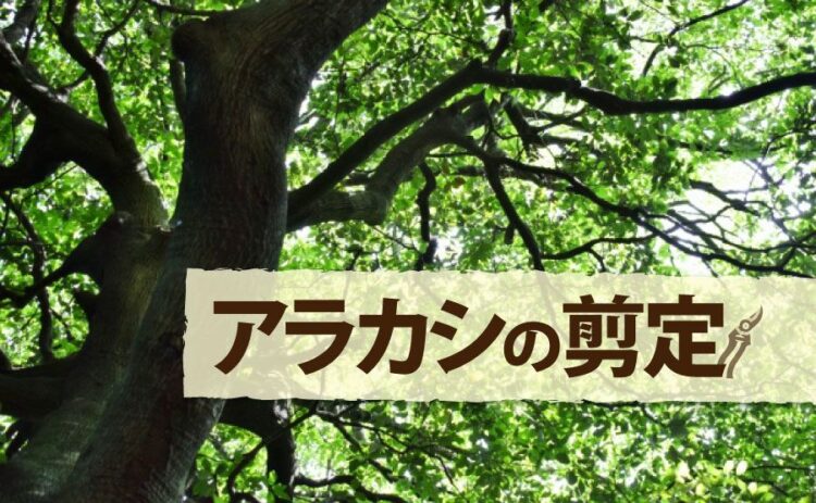 アラカシの剪定は年に2回ほど！剪定方法を学んで上手に育てよう！