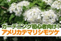 初心者の味方！アメリカテマリシモツケでガーデニングの基礎を学ぼう！